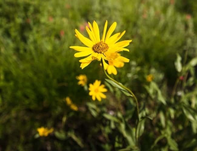 Wasatch Wildflower Arnicapng